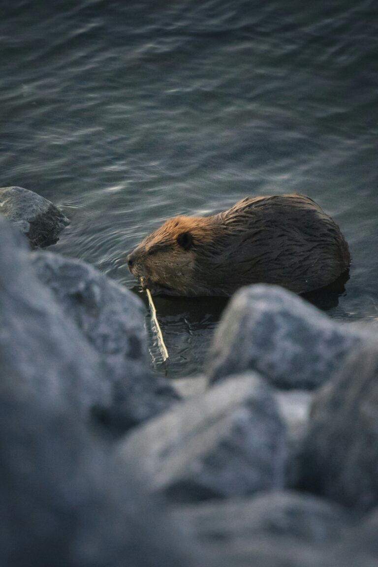 Perché facciamo così fatica a lasciare spazio alla natura?